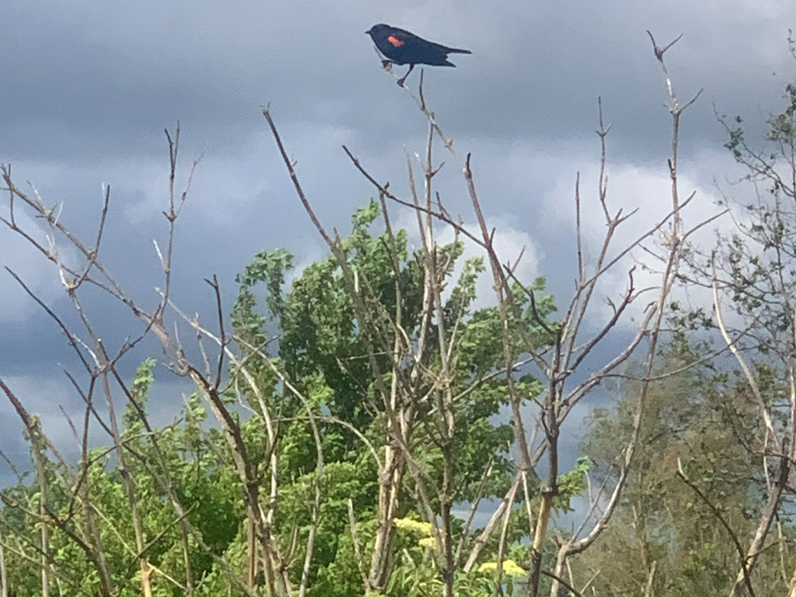 Local nature refuge welcomes plant and animal lovers