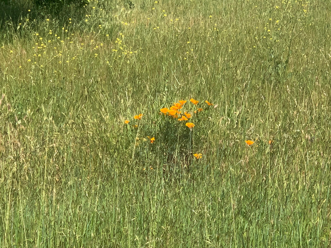 Local nature refuge welcomes plant and animal lovers