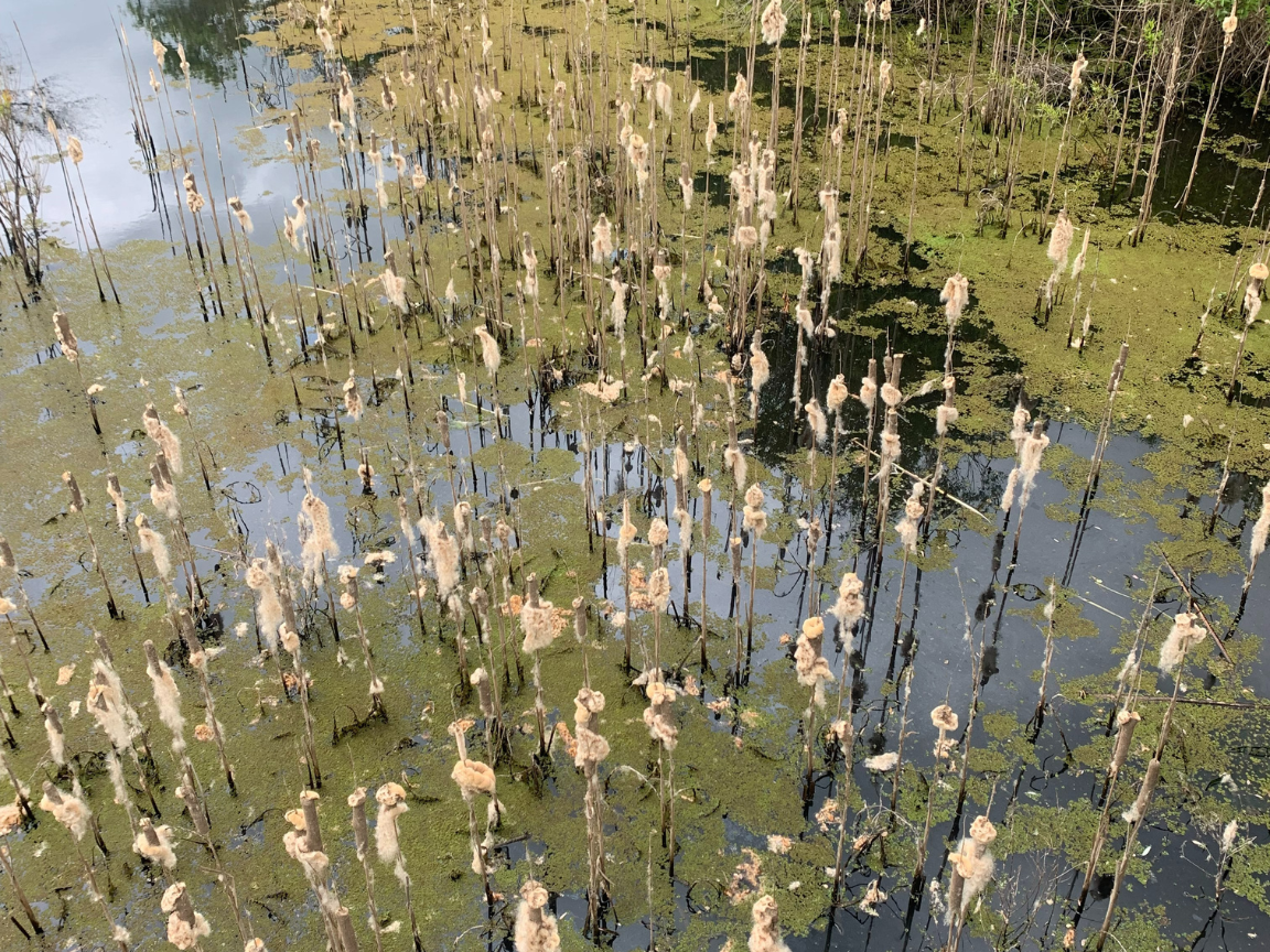 Local nature refuge welcomes plant and animal lovers