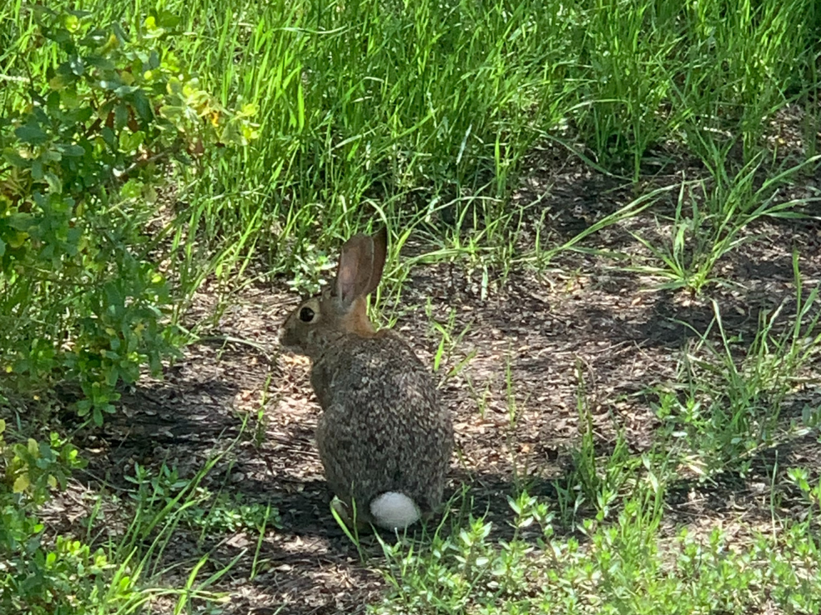 Local nature refuge welcomes plant and animal lovers