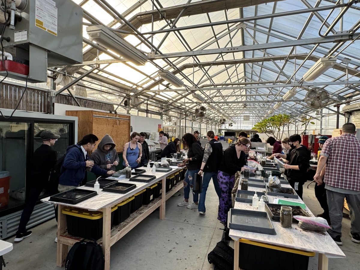 Students in HORT302 and PLTS310 participate in a  lab activity at GRH-100 in the Greenhouse on Thursday. Horticulture Professor Dave Andrews said the sky's the limit with what can be grown in the greenhouse, giving students the opportunity to grow seasonal produce year-round. 